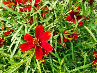 Coreopsis verticillata 'Ladybird'