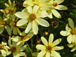 Coreopsis verticillata 'Moonbeam'