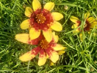 Coreopsis verticillata 'Route 66'