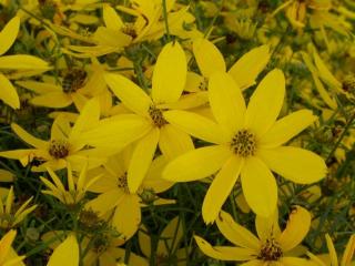 Coreopsis verticillata 'Zagreb'