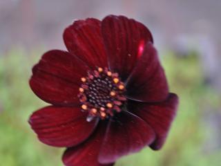 Cosmos atrosanguinea