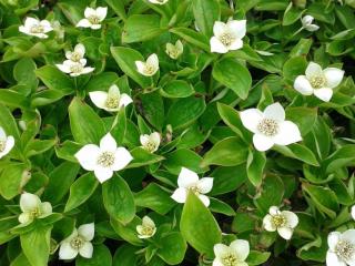 Cornus canadensis