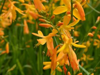 Crocosmia crocosmiiflora 'George Davidson'