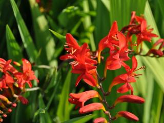 Crocosmia hybride 'Lucifer'