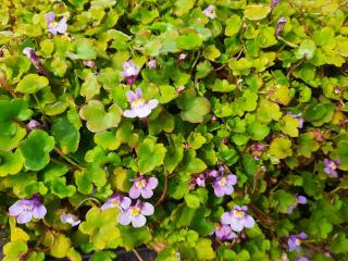 Cymbalaria muralis