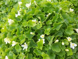 Cymbalaria pallida 'Alba'