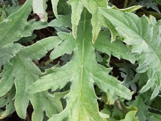 Cynara cardunculus