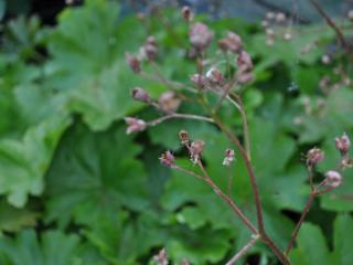 Darmera peltata