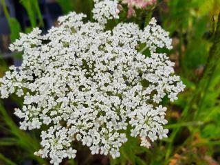 Daucus carota