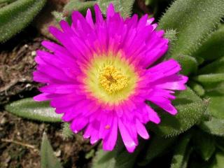 Delosperma cooperi