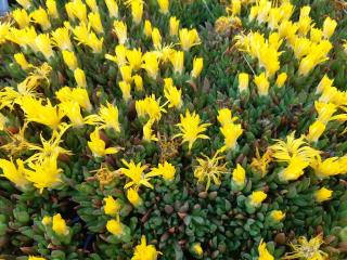 Delosperma congestum
