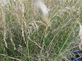 Deschampsia cespitosa