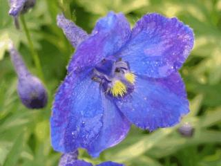 Delphinium belladonna 'Atlantis'