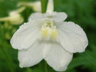 Delphinium belladonna 'Casa Blanca'