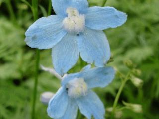 Delphinium belladonna 'Cliveden Beauty'