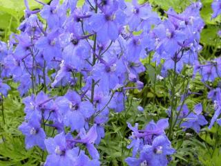 Delphinium belladonna 'Piccolo'