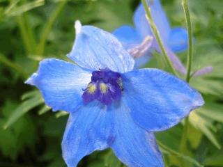 Delphinium belladonna 'Volkerfrieden'