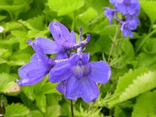 Delphinium bellamosum