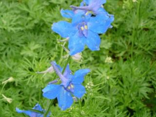 Delphinium grandiflorum 'Blauer Zwerg'