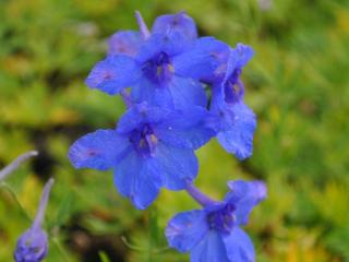 Delphinium grandiflorum 'Butterfly'