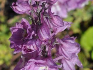 Delphinium hybride 'Strawberry Fair'