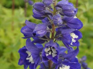 Delphinium 'Magic Fountains Dark Blue-White'