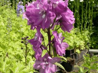 Delphinium 'Magic Fountains Lila'