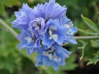 Delphinium 'Magic Fountains Sky Blue'