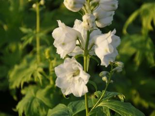 Delphinium 'Magic Fountains White'