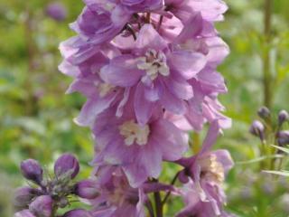 Delphinium pacific 'Astolat'