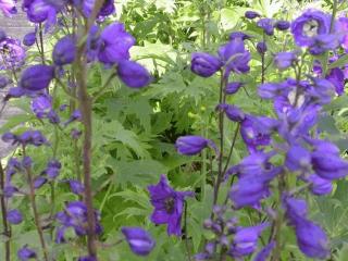 Delphinium pacific 'Black Knight'