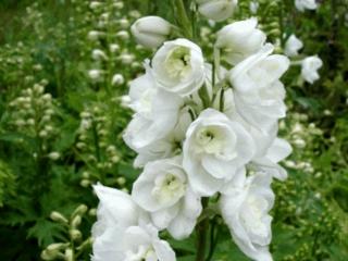 Delphinium pacific 'Galahad'