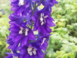 Delphinium pacific 'King Arthur'