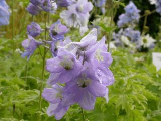 Delphinium pacific 'Lady Guinevere'