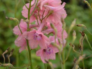 Delphinium ruysii 'Pink Sensation'