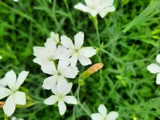 Dianthus deltoides 'Albiflorus'