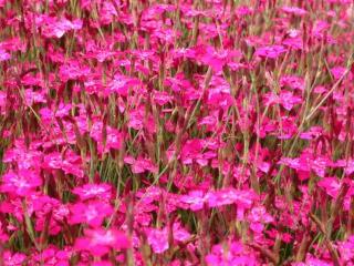 Dianthus deltoides 'Brillant'