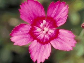 Dianthus deltoides 'Flashing Light'