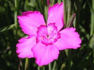 Dianthus deltoides 'Rosea'