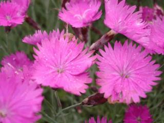 Dianthus gratianopolitanus 'Feuerhexe'