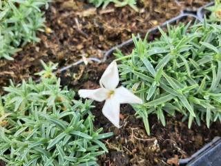 Dianthus gratianopolitanus 'La Blanche Bourboule'