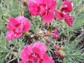 Dianthus gratianopolitanus 'Rötkappchen'