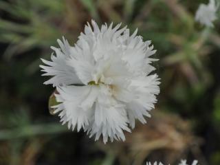 Dianthus plumarius 'Albus Plenus'