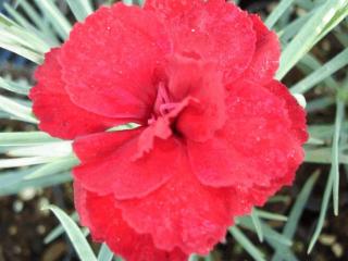 Dianthus plumarius 'David'