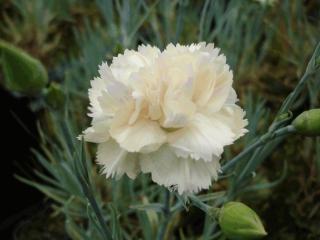 Dianthus plumarius 'Devon Cream'