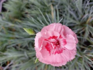 Dianthus plumarius 'Doris'