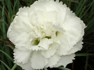 Dianthus plumarius 'Haytor'