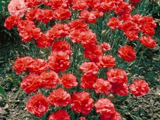 Dianthus plumarius 'Heidi'