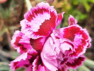 Dianthus plumarius 'James Portman'