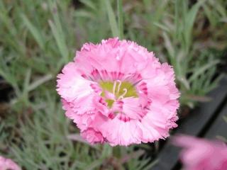 Dianthus plumarius 'Maggie'